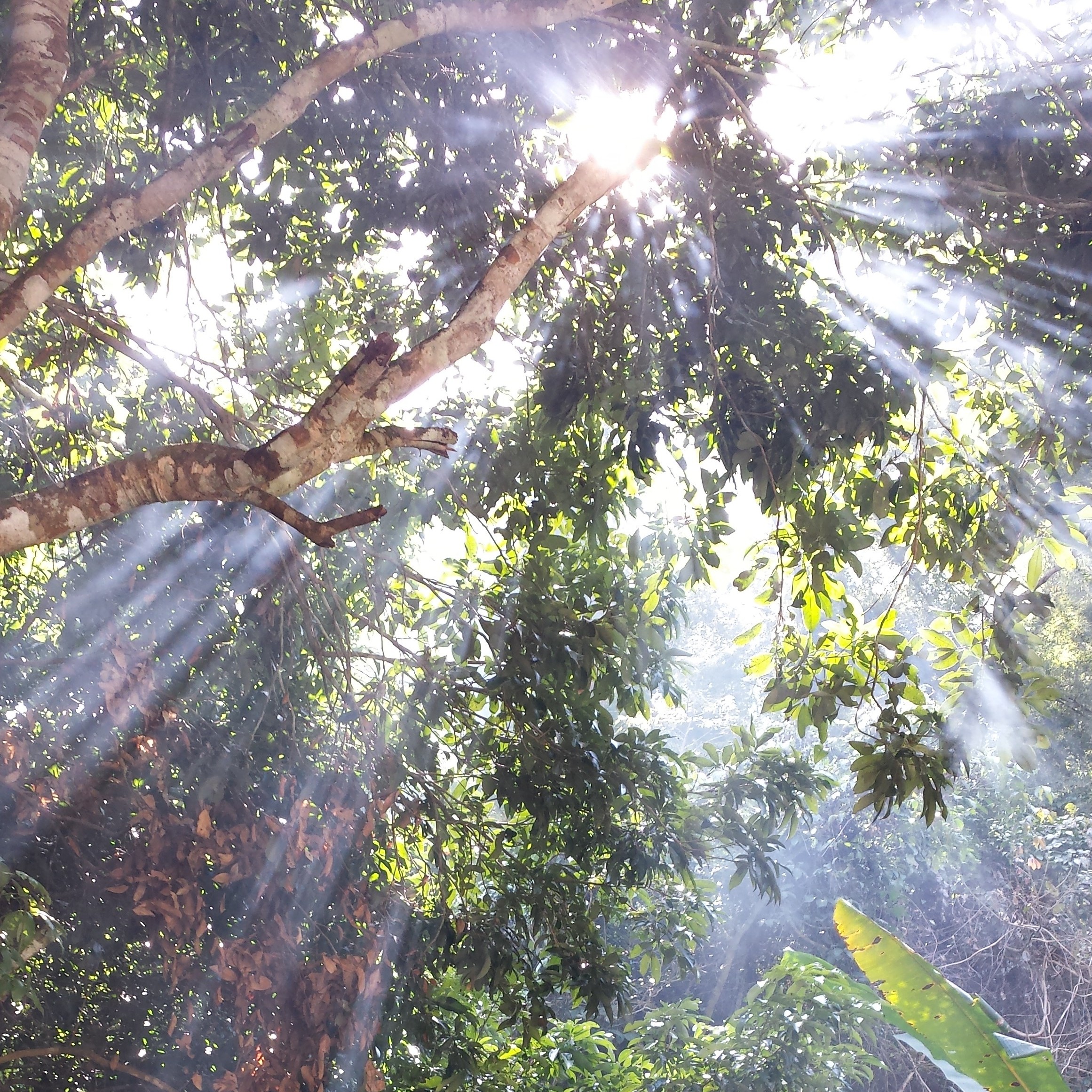 Sunlight through Trees in Thailand